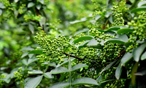 山药蹭在身上发痒用什么办法解决-山药弄身上痒痒怎么办-山药沾在皮肤上痒痒怎么办,中国山药沾身上痒痒怎么办网站